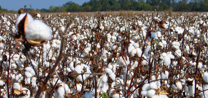 ازدهار القطن العضوي في تجارة التجزئة