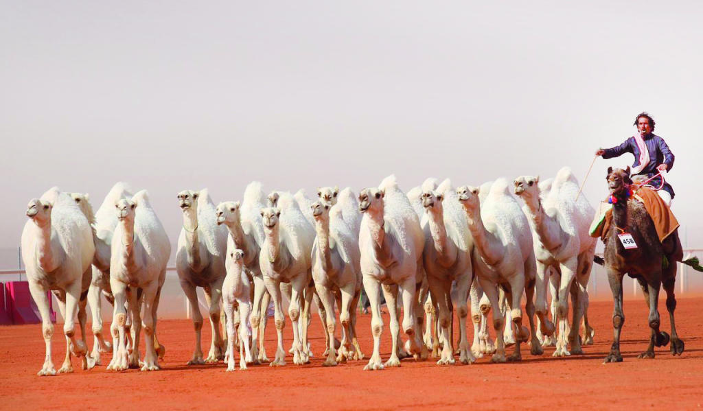 إنتاج ابن دلمخ .. الأجمل