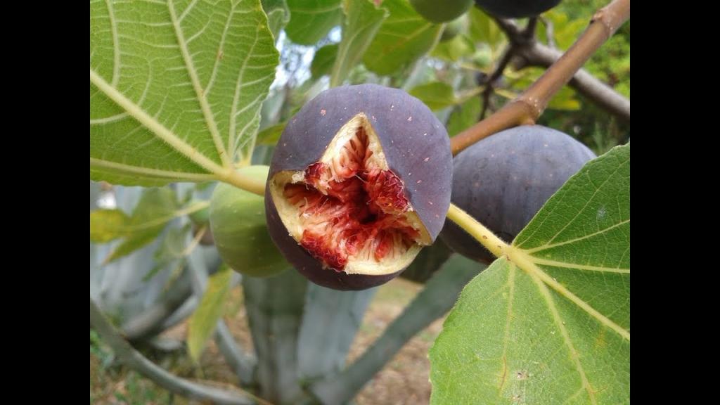 المقياظ.. مناد بسلعة وداعي ضيوف