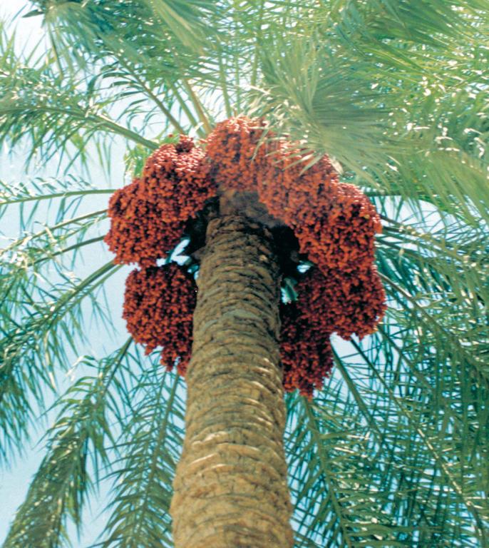 المقياظ.. مناد بسلعة وداعي ضيوف