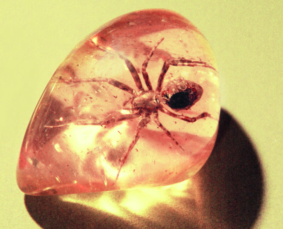  جائزة الغوص في البلطيق.. الظفر بـ «الكهرمان الثمين» 