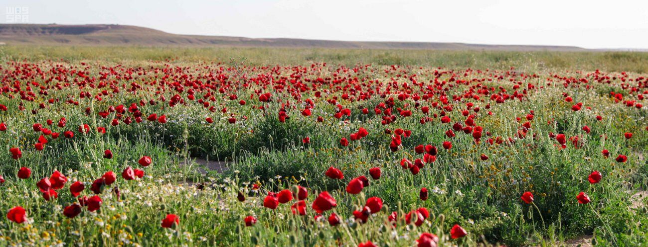 الديدحان .. وردة الحدود الشمالية الحمراء ورمز جمال طبيعتها