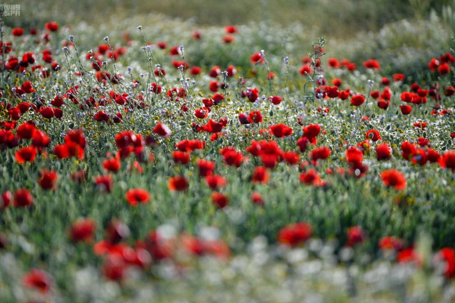 الديدحان .. وردة الحدود الشمالية الحمراء ورمز جمال طبيعتها