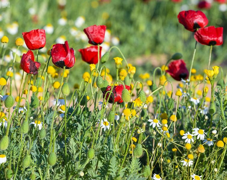 الديدحان .. وردة الحدود الشمالية الحمراء ورمز جمال طبيعتها
