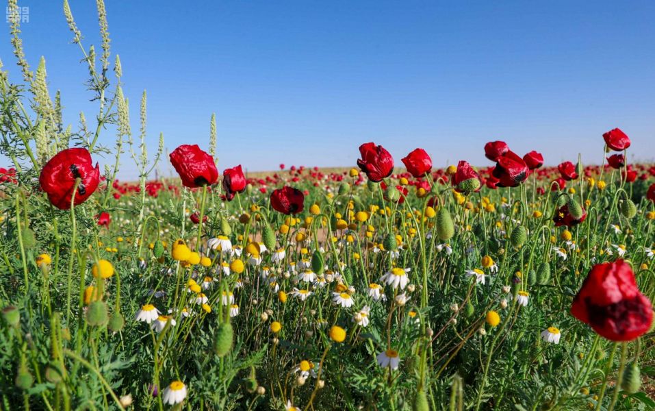 الديدحان .. وردة الحدود الشمالية الحمراء ورمز جمال طبيعتها