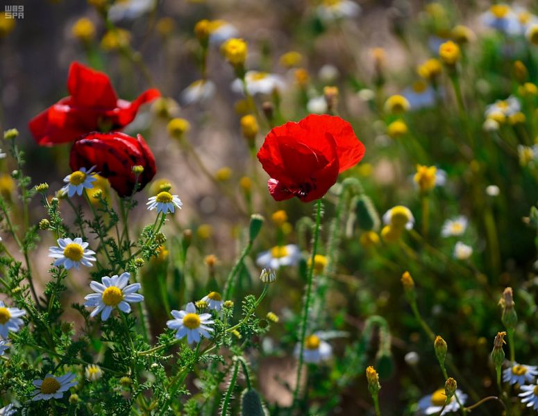 الديدحان .. وردة الحدود الشمالية الحمراء ورمز جمال طبيعتها