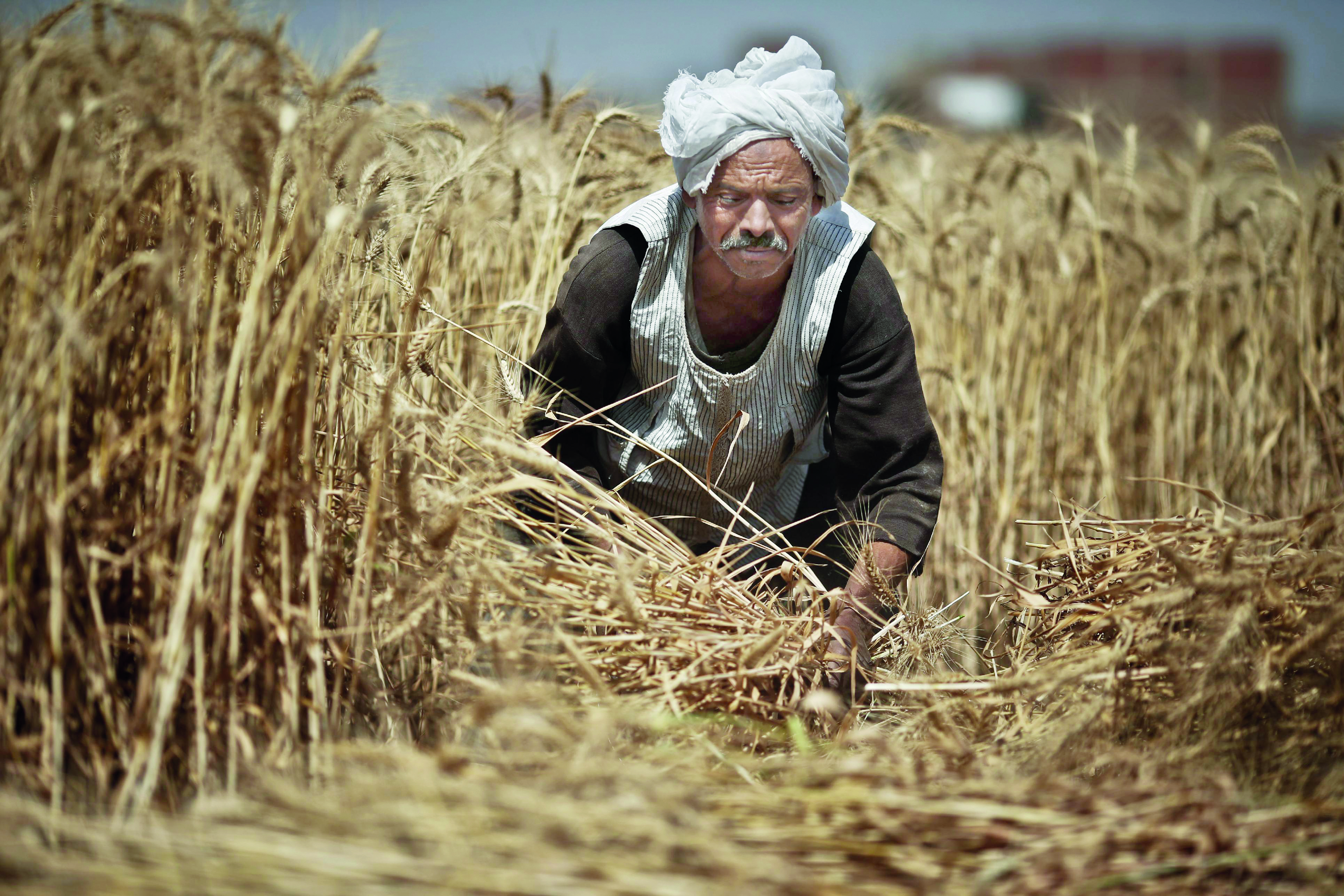 أرقام مقلقة لإنتاج الدول العربية من الحبوب .. تصادم بين النمو السكاني وشح المياه