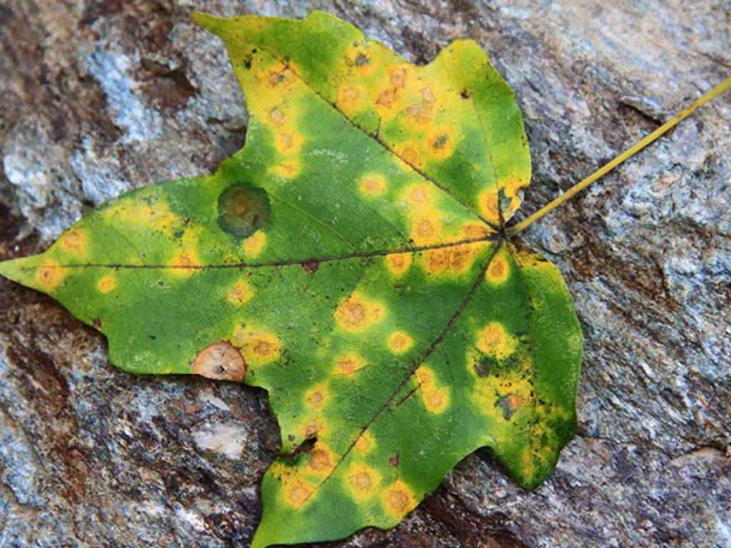 تطبيق إلكتروني لتشخيص أمراض النباتات