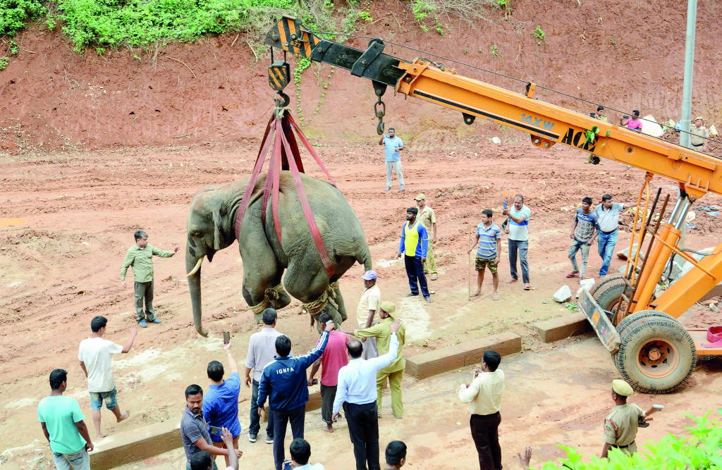 فيل على الطريق