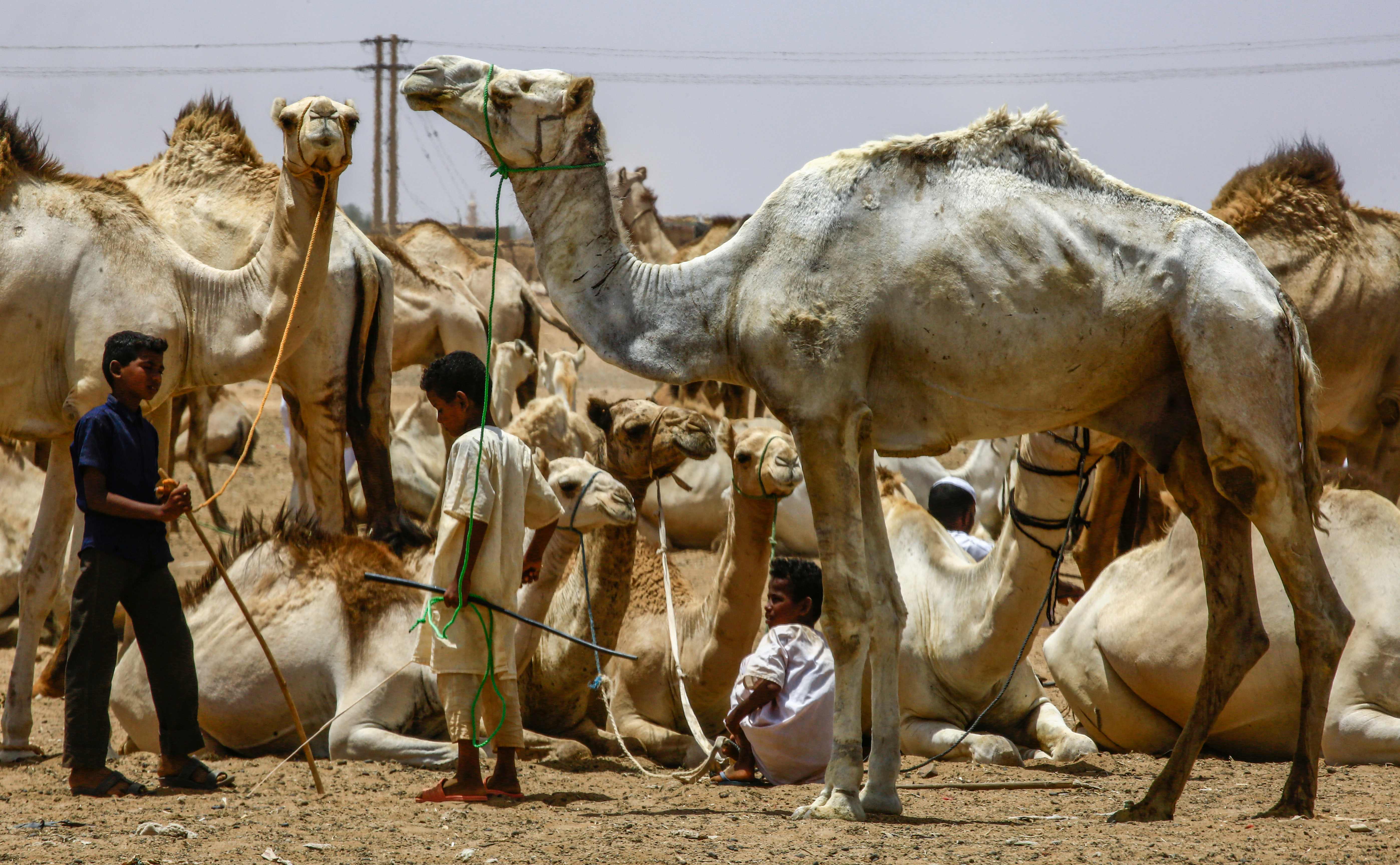 قصة مصورة : تجارة الإبل في السودان