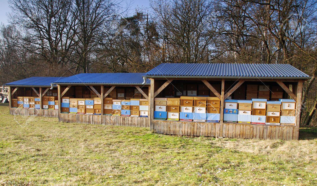 النوم مع النحل.. طريقة جديدة للعلاج في ليتوانيا