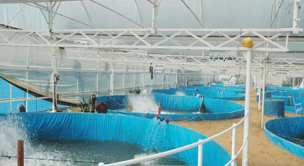 40 مشروع استزراع مائي في طور الترخيص .. واستقطاب 7 شركات للقطاع