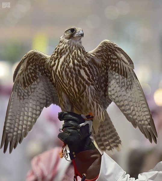 20 ألف صقار يمارسون هوايتهم في المملكة 