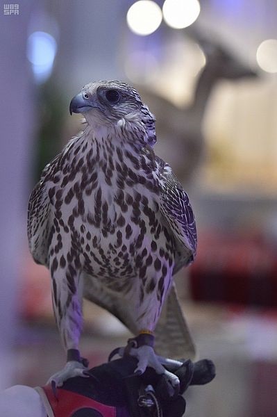 20 ألف صقار يمارسون هوايتهم في المملكة 