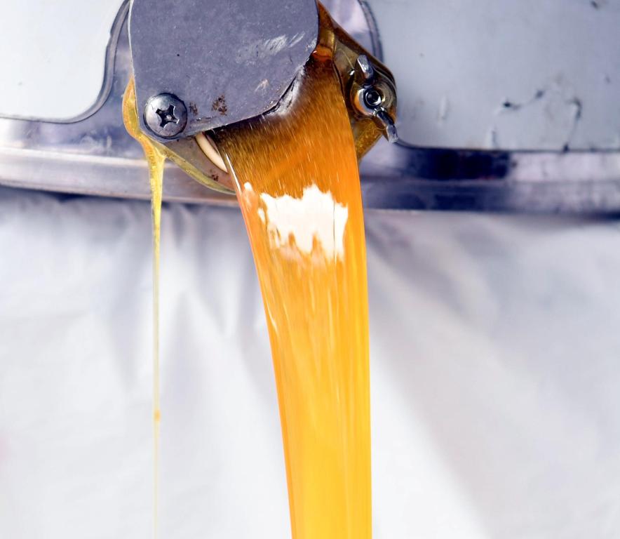 جازان تحتفظ بسلالة النحل العربي الأصيلة والنحالون يستعدون لإنتاج العسل