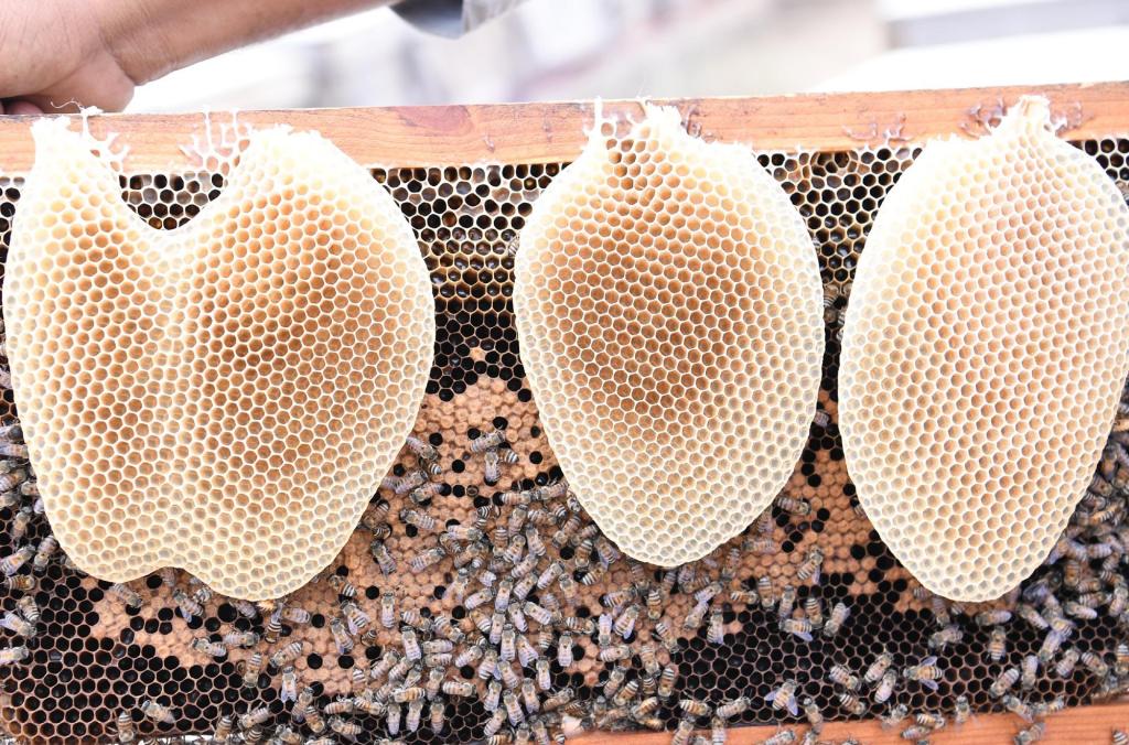 جازان تحتفظ بسلالة النحل العربي الأصيلة والنحالون يستعدون لإنتاج العسل