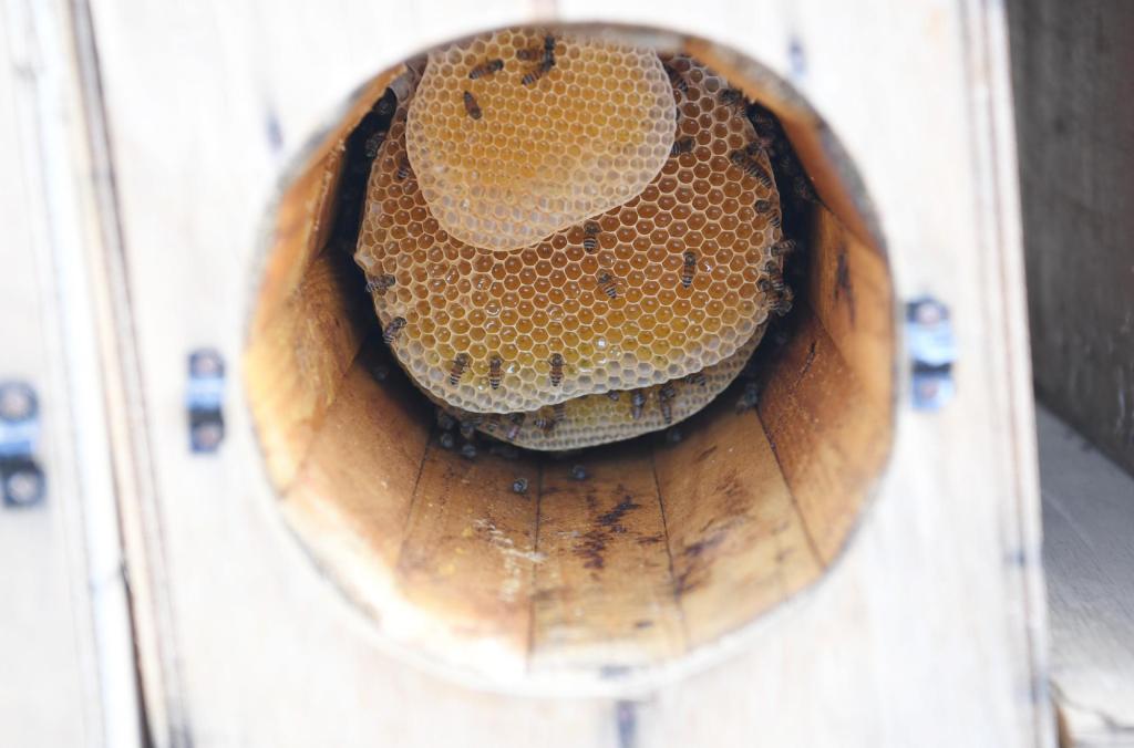 جازان تحتفظ بسلالة النحل العربي الأصيلة والنحالون يستعدون لإنتاج العسل