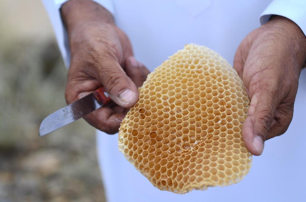جازان تحتفظ بسلالة النحل العربي الأصيلة والنحالون يستعدون لإنتاج العسل