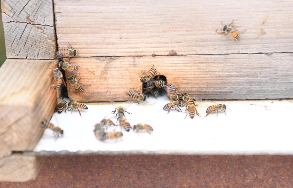 جازان تحتفظ بسلالة النحل العربي الأصيلة والنحالون يستعدون لإنتاج العسل