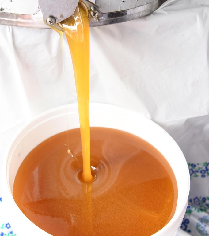 جازان تحتفظ بسلالة النحل العربي الأصيلة والنحالون يستعدون لإنتاج العسل