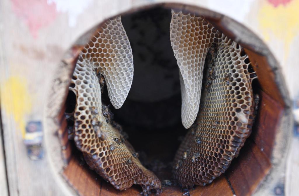 جازان تحتفظ بسلالة النحل العربي الأصيلة والنحالون يستعدون لإنتاج العسل