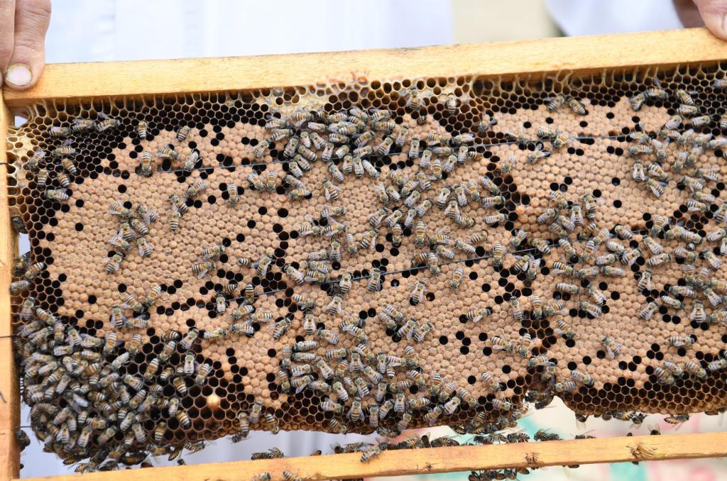 جازان تحتفظ بسلالة النحل العربي الأصيلة والنحالون يستعدون لإنتاج العسل