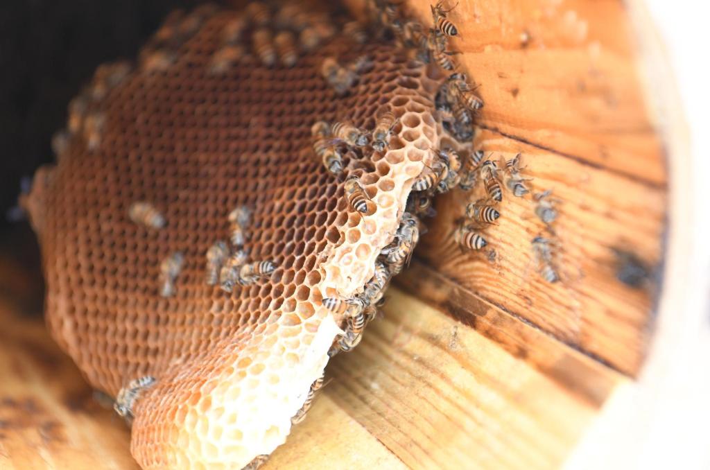 جازان تحتفظ بسلالة النحل العربي الأصيلة والنحالون يستعدون لإنتاج العسل