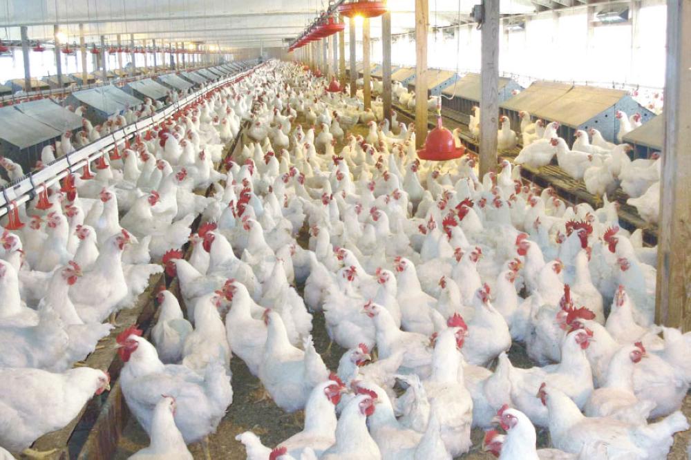 شراكة سعودية-برازيلية لإنتاج 60% من الاحتياج المحلي من الدواجن داخل المملكة