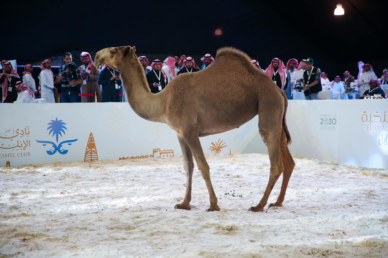 انطلاق فعاليات مهرجان الملك عبدالعزيز للإبل في نسخته الرابعة