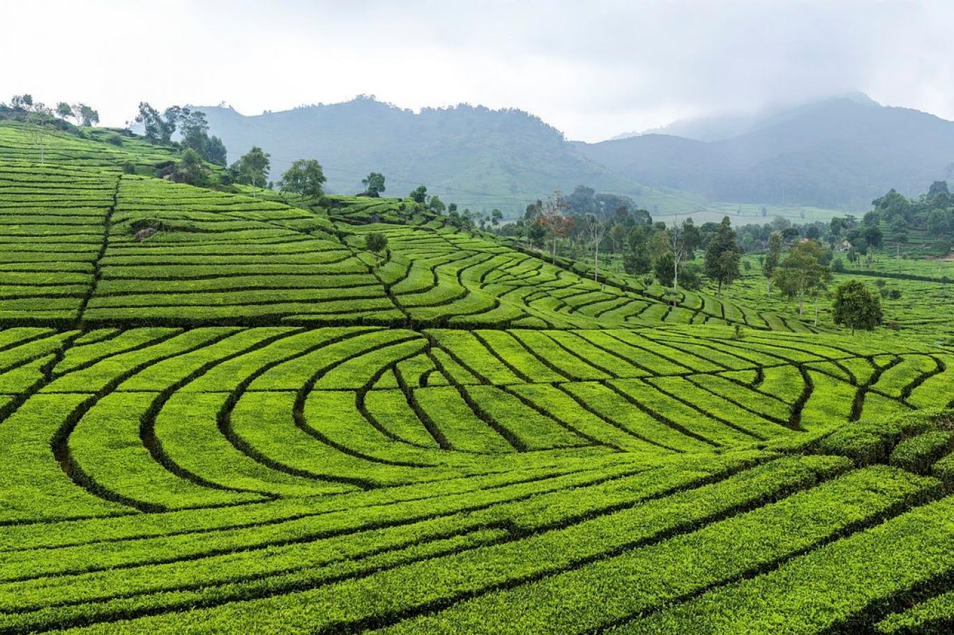 بريطانيا تدعم مزارعيها بـ 3.8 مليار دولار بعد "بريكست"