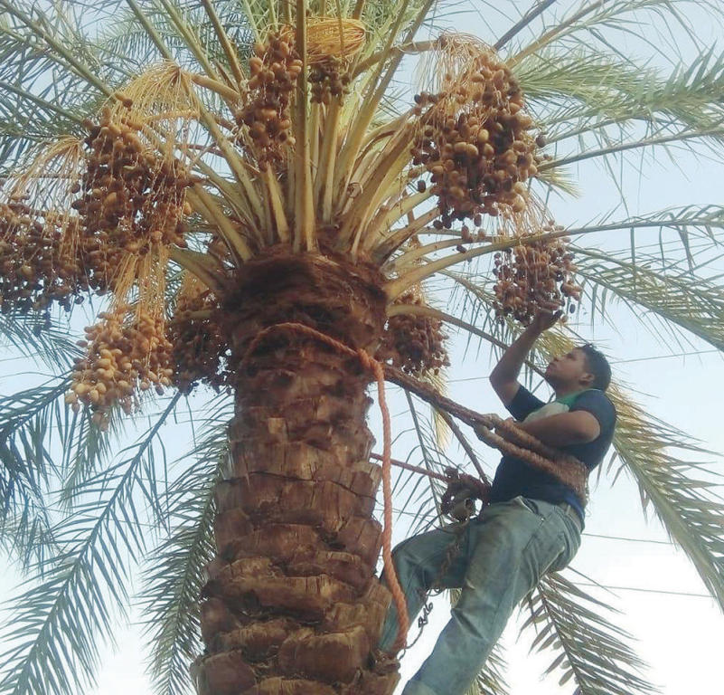 «البيئة» تتحمل تكاليف مبيدات سوسة النخيل عن أصحاب المزارع نهاية مارس