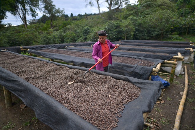 أغلى قهوة في العالم.. بن غيشا البنمية تباع بأسعار خيالية