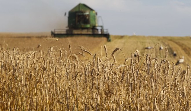 "الحبوب" ترسي 1.2 مليون طن من الشعير تمثل الدفعة الثانية لـ 2020