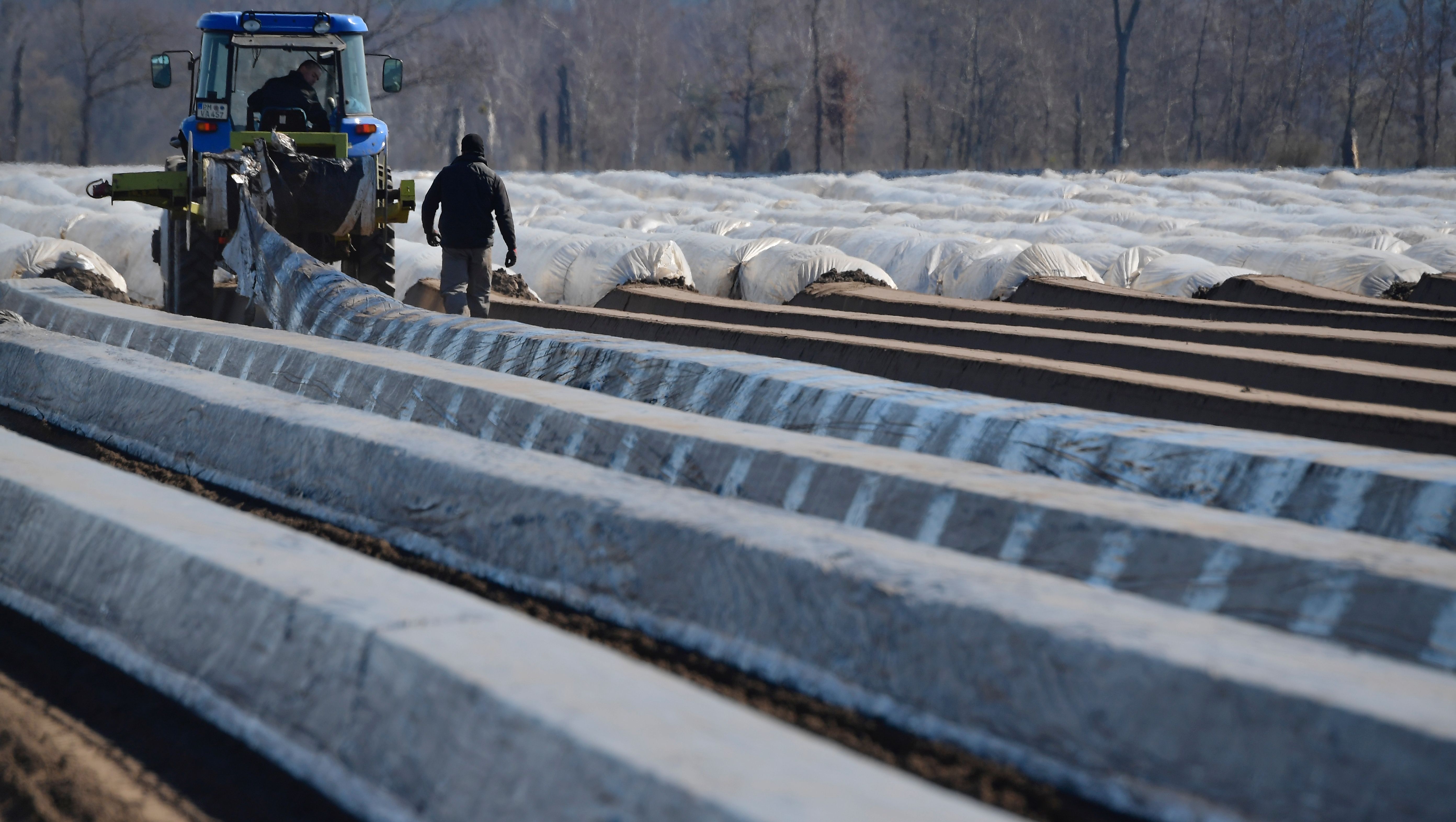 موسم الحصاد في أوروبا يواجه مخاطر "كورونا" بسبب نقص العمال