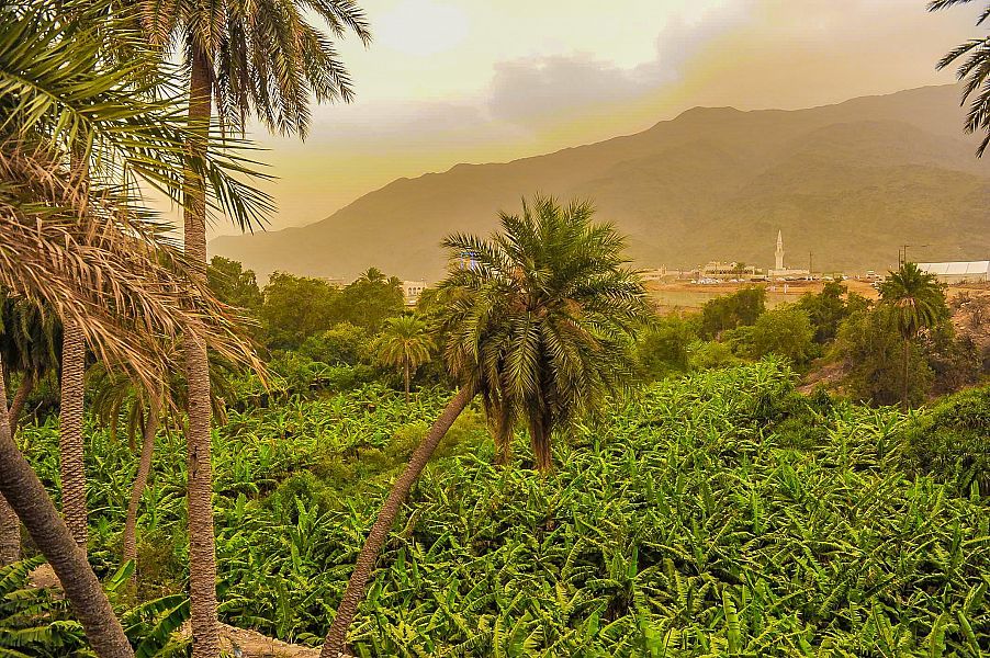 "ذي عين" الباحة تنتج سنويا أكثر من 7 أطنان من الموز البلدي