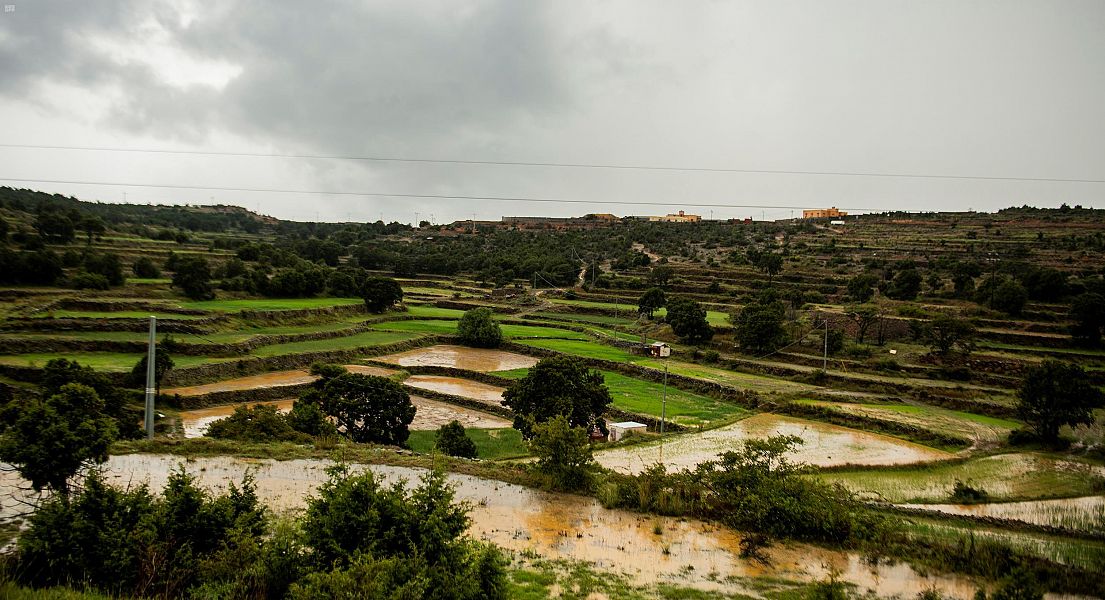 أمطار عسير تكسو المدرجات الخضراء والمتنزهات رداء أبيض