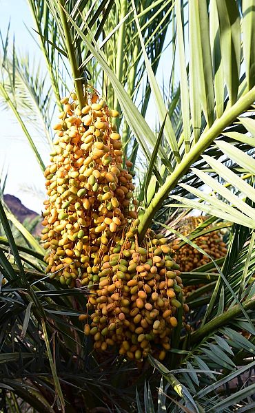 أسواق المدينة المنورة تتأهب لاستقبال طلائع رطب النخيل