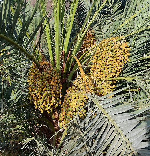 أسواق المدينة المنورة تتأهب لاستقبال طلائع رطب النخيل