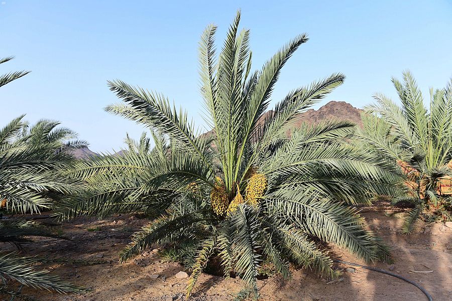 أسواق المدينة المنورة تتأهب لاستقبال طلائع رطب النخيل