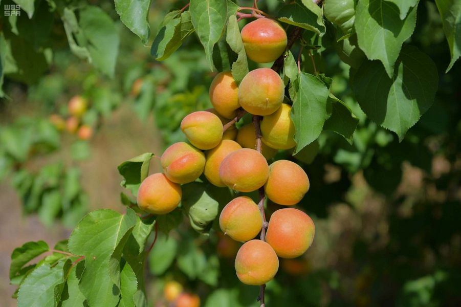 "العنب والخوخ" يتصدران منتجات تبوك الصيفية
