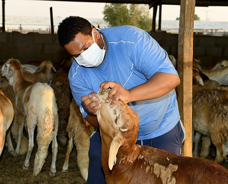 أسواق المواشي والمسالخ بالشرقية تكثف استعدادها لاستقبال الأضاحي صحيفة الاقتصادية