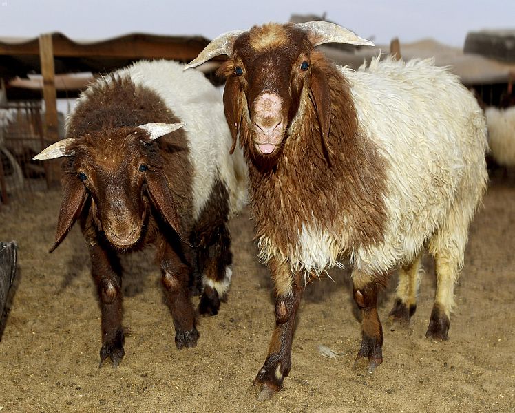 أسواق المواشي والمسالخ بالشرقية تكثف استعدادها لاستقبال الأضاحي صحيفة الاقتصادية