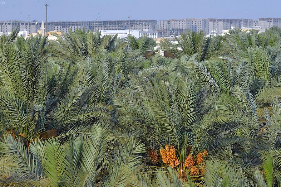 4 ملايين نخلة في المدينة المنورة ترفد الأسواق بـ 20 نوعا من إنتاج التمور