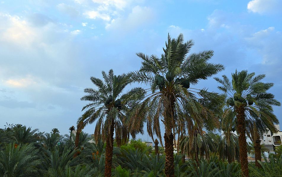 4 ملايين نخلة في المدينة المنورة ترفد الأسواق بـ 20 نوعا من إنتاج التمور