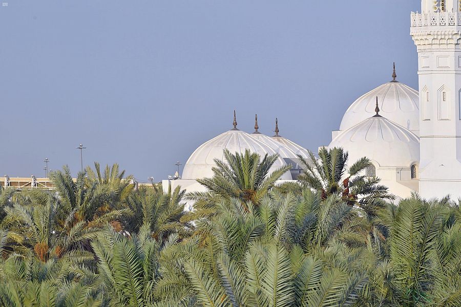 4 ملايين نخلة في المدينة المنورة ترفد الأسواق بـ 20 نوعا من إنتاج التمور