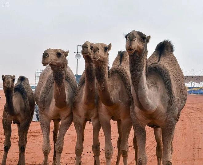 غدا.. تدشين مشروع مستشفى الإبل بتكلفة 100 مليون ريال