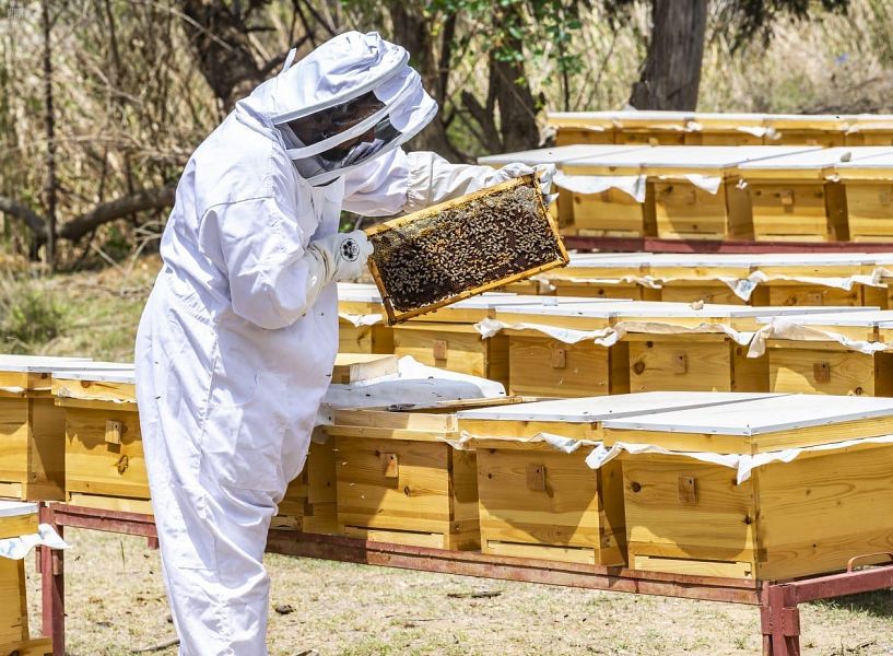 من الوجهات السياحية بالمملكة.. مدينة الـ 800 ألف كيلوجرام من العسل