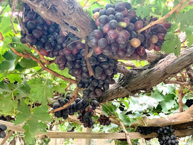 عنب نجران .. أكثر من 3 آلاف طن سنويا في الأسواق