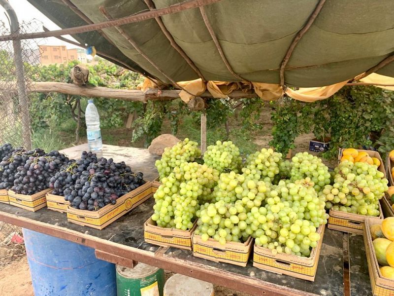 عنب نجران .. أكثر من 3 آلاف طن سنويا في الأسواق