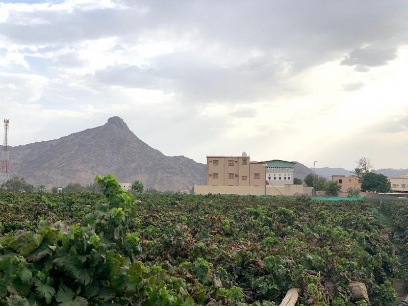 عنب نجران .. أكثر من 3 آلاف طن سنويا في الأسواق